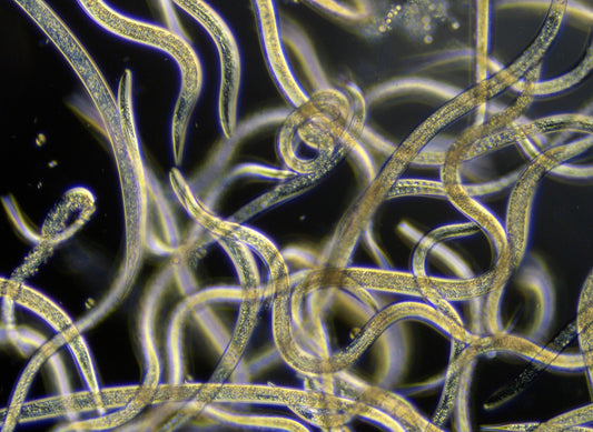 Was sind Nematoden und wie helfen sie gegen Schädlinge?