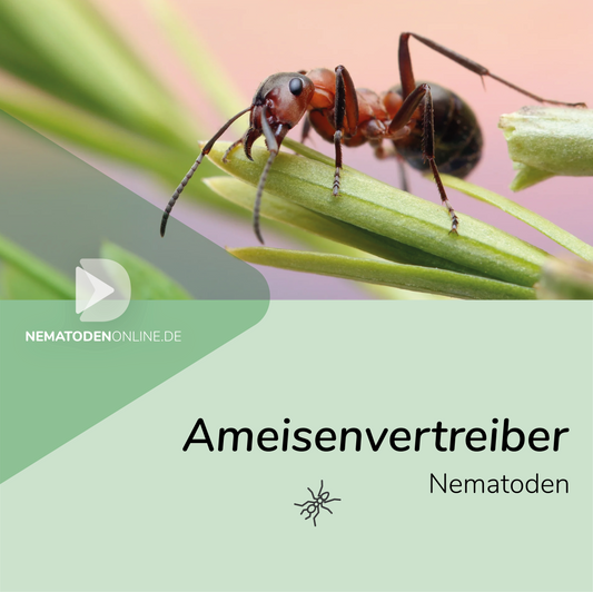Nematoden gegen Ameisen (Steinernema feltiae)
