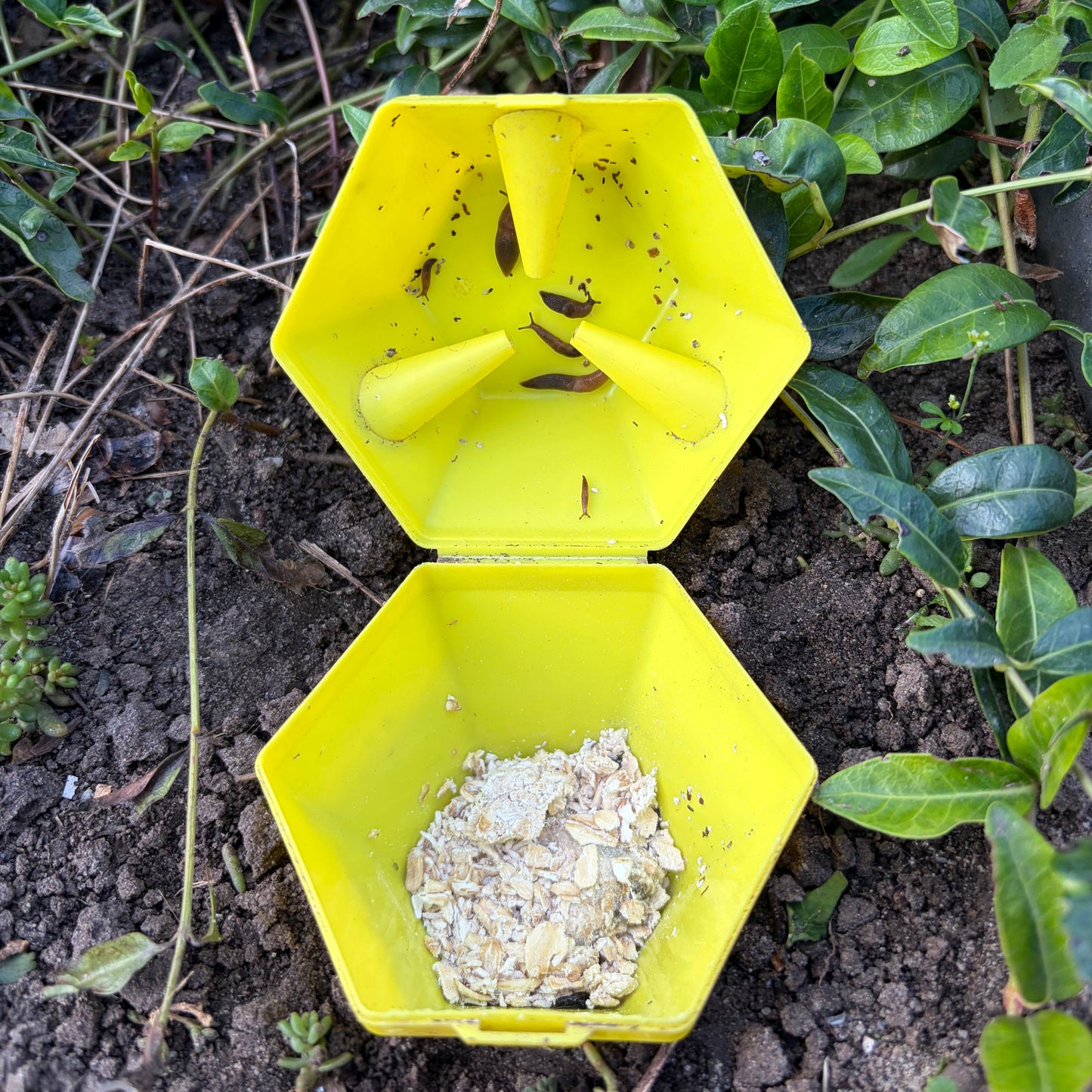 Limax Trap – Schneckenfalle