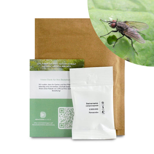 Nematoden gegen Kohlfliege (Steinernema carpocapsae)