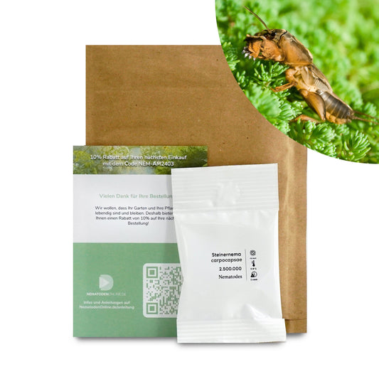 Nematoden gegen Maulwurfsgrille (Steinernema carpocapsae)
