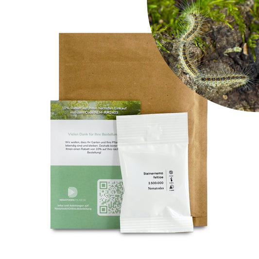 Nematoden gegen Eichenprozessionsspinner (Steinernema feltiae)