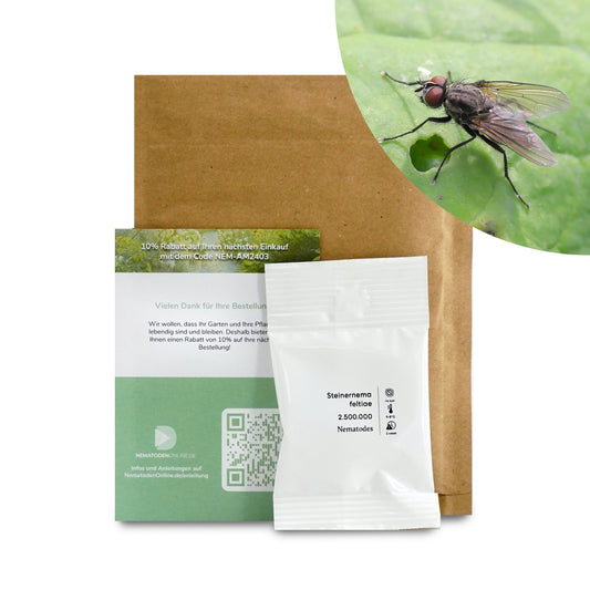 Nematoden gegen Kohlfliege (Steinernema feltiae)