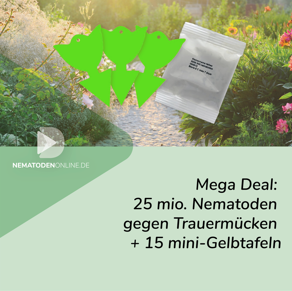 Mega Deal: 25 Mio. Steinernema feltiae Nematoden und 15 Mini-Gelbtafeln gegen Trauermücken
