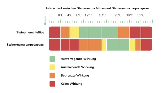 Steinernema carpocapsae