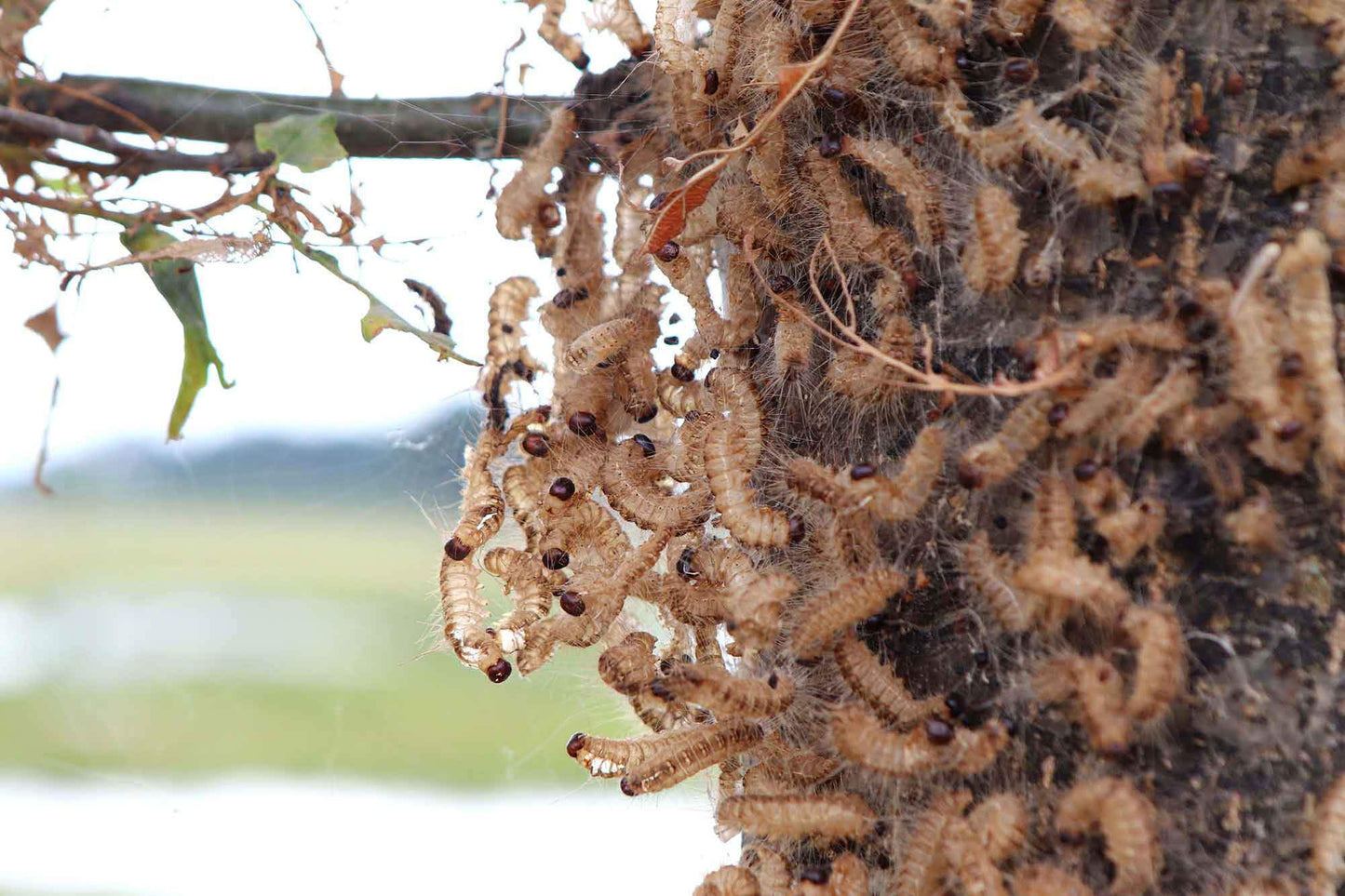 Nematoden gegen Eichenprozessionsspinner (Steinernema feltiae)