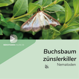 Nematoden gegen Buchsbaumzünsler (Steinernema carpocapsae)
