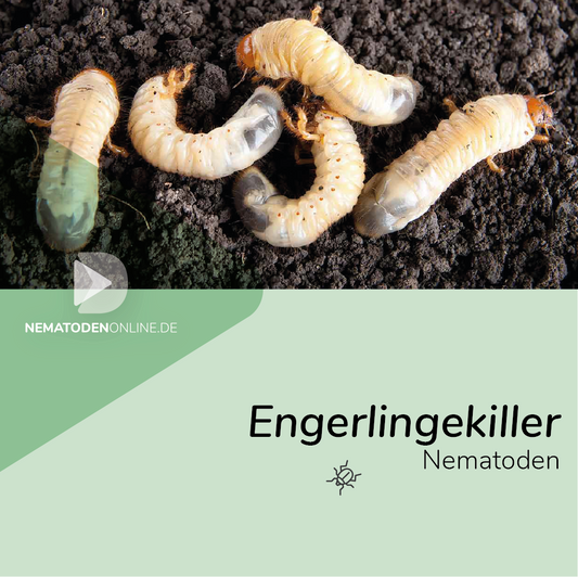 Nematoden gegen Engerlinge (Heterorhabditis bacteriophora)