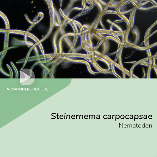 Steinernema carpocapsae