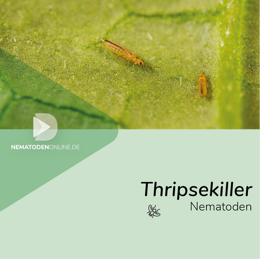 Nematoden gegen Thripse (Steinernema carpocapsae)