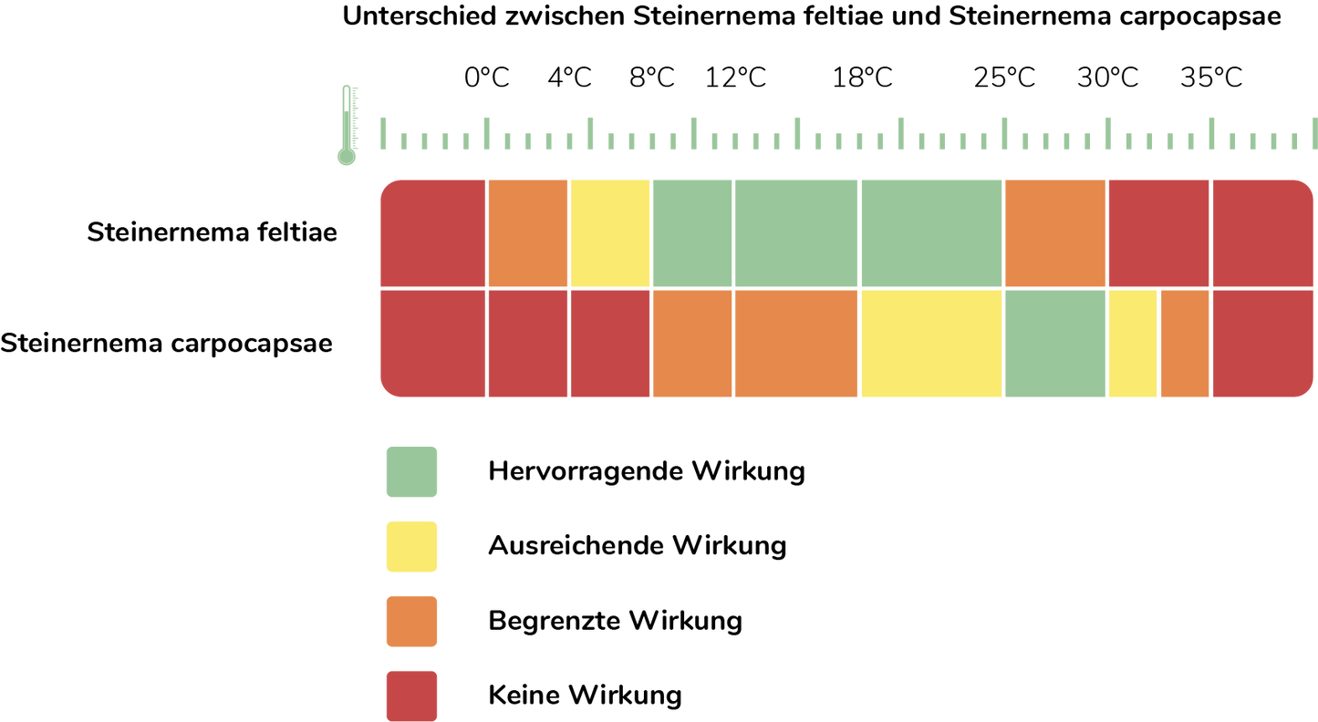 Nematoden gegen Kohlfliege (Steinernema carpocapsae)