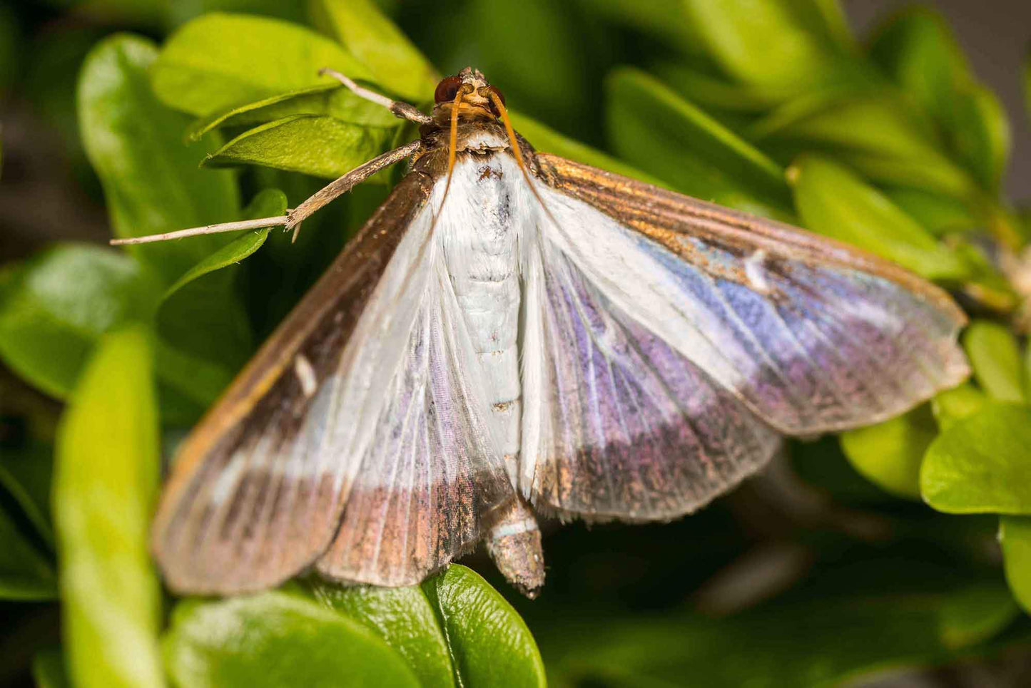 Nematoden gegen Buchsbaumzünsler (Steinernema carpocapsae)