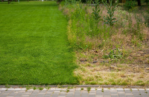 Schädlinge bekämpfen in September mit Nematoden