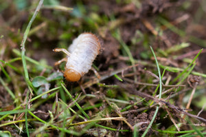 Leitfaden zur Bekämpfung von Engerlingen mit Nematoden