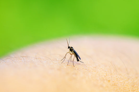 Leiden Sie unter lästigen Fliegen in Ihrer Pflanze? Hier erfahren Sie, wie Sie sie leicht loswerden können!