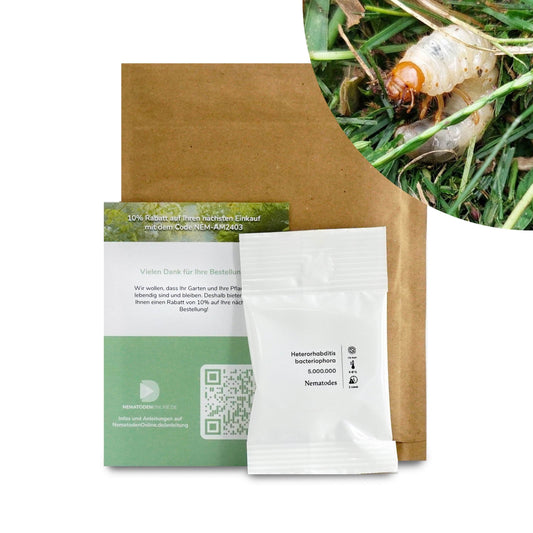 Nematoden gegen Engerlinge (Heterorhabditis bacteriophora)