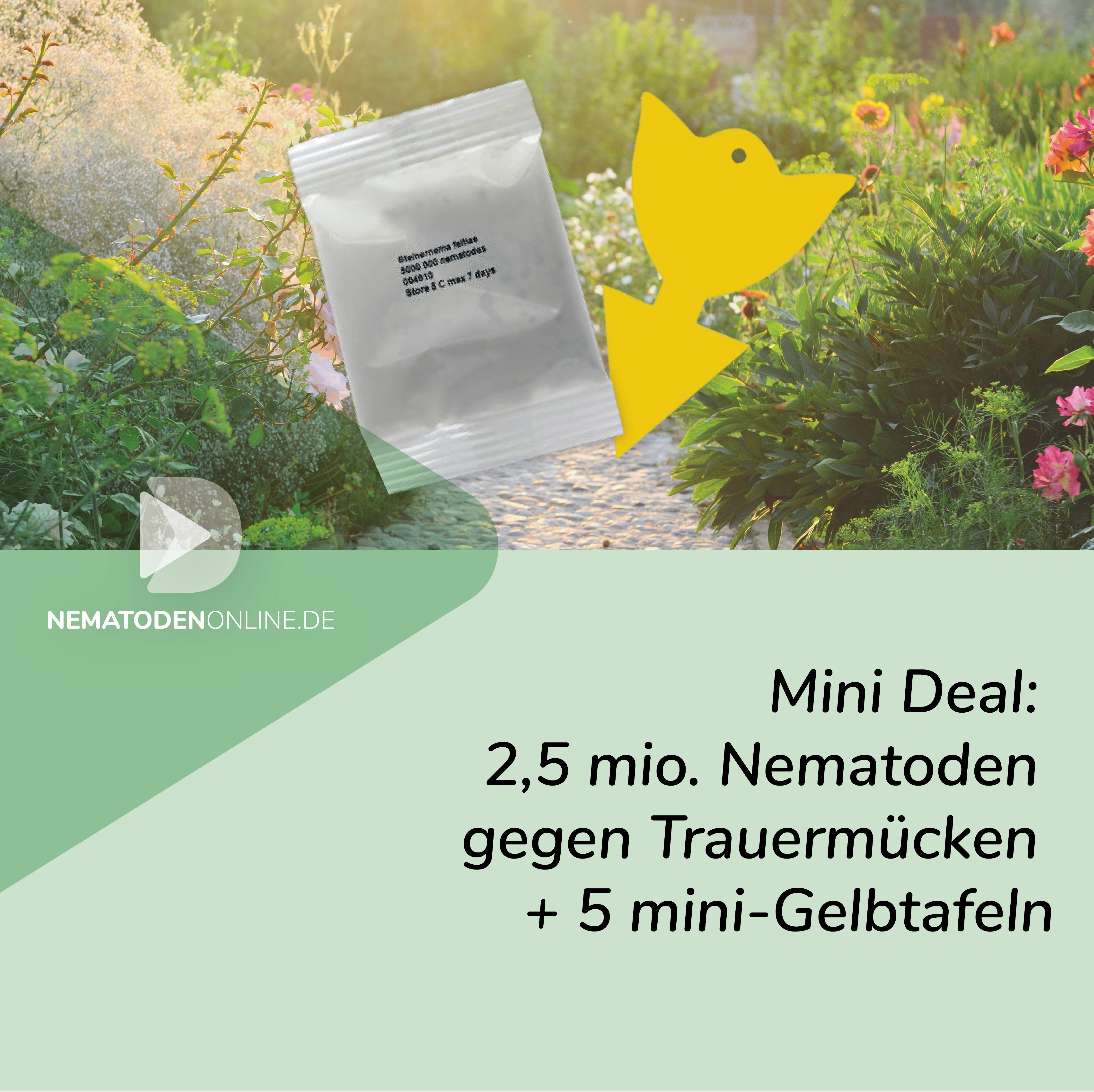 Mini Deal: 2,5 Mio. Steinernema feltiae Nematoden und 5 Mini-Gelbtafeln gegen Trauermücken