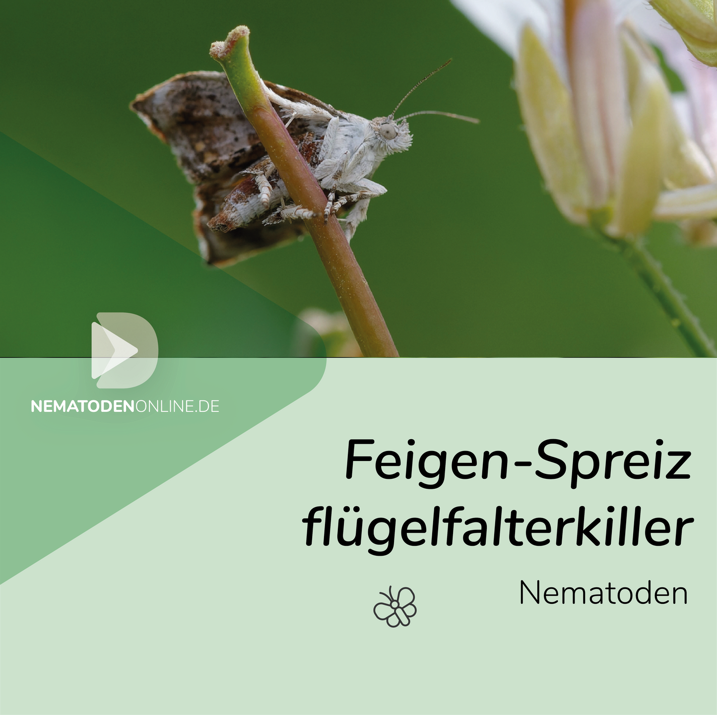 Nematoden gegen Feigen-Spreizflügelfalter (Steinernema feltiae)