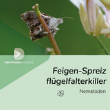 Nematoden gegen Feigen-Spreizflügelfalter (Steinernema feltiae)