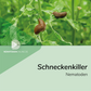 Nematoden gegen Schnecken (Phasmarhabditis californica)