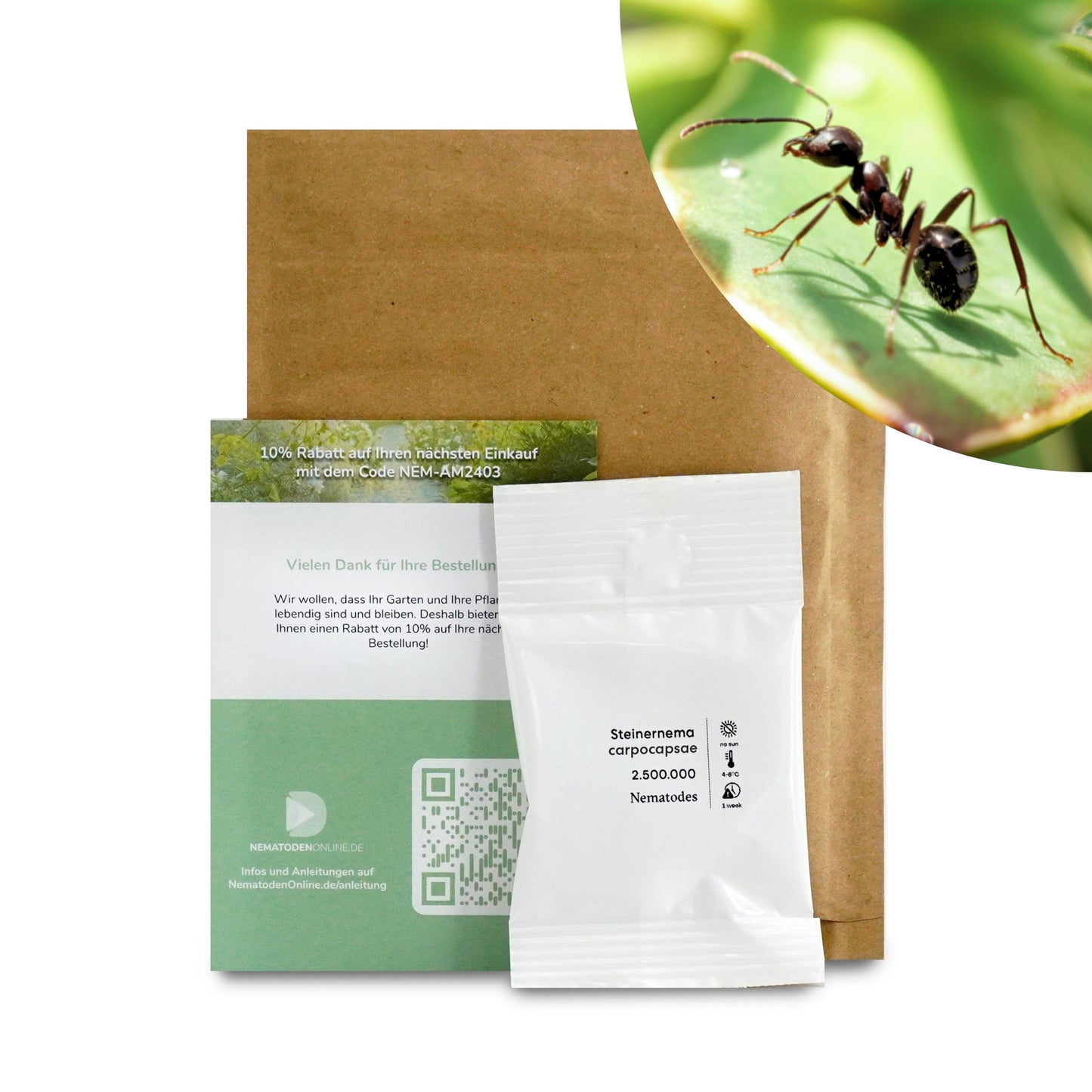 Nematoden gegen Ameisen (Steinernema carpocapsae)
