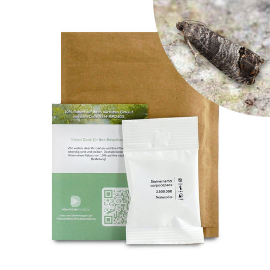 Nematoden gegen Apfelwickler (Steinernema carpocapsae)