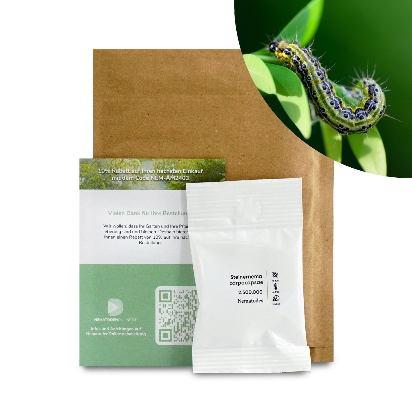 Nematoden gegen Buchsbaumzünsler (Steinernema carpocapsae)