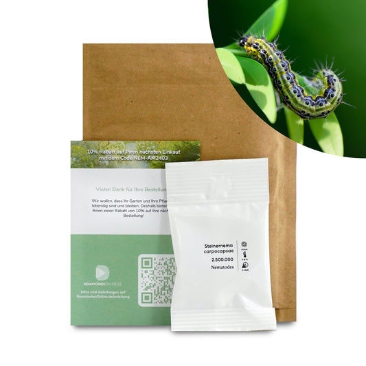 Nematoden gegen Buchsbaumzünsler (Steinernema carpocapsae)