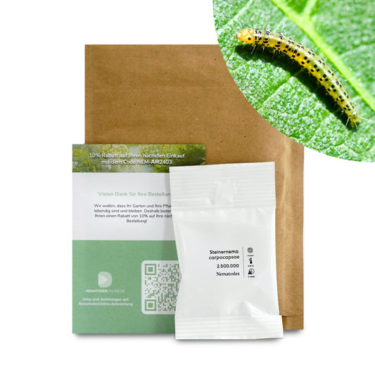 Nematoden gegen Feigen-Spreizflügelfalter (Steinernema carpocapsae)