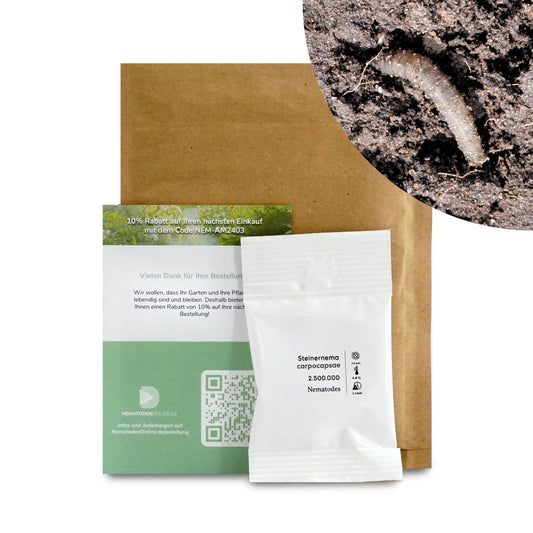 Nematoden gegen Schnakenlarven (Steinernema carpocapsae)