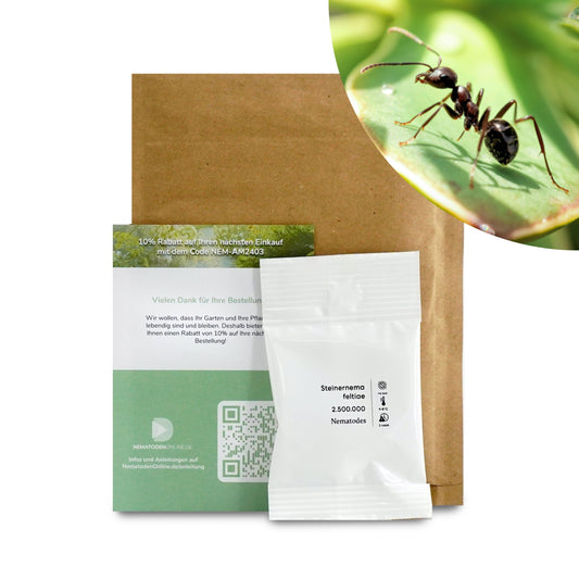 Nematoden gegen Ameisen (Steinernema feltiae)