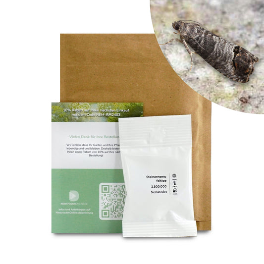 Nematoden gegen Apfelwickler (Steinernema feltiae)