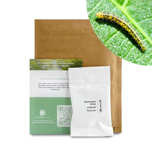 Nematoden gegen Feigen-Spreizflügelfalter (Steinernema feltiae)