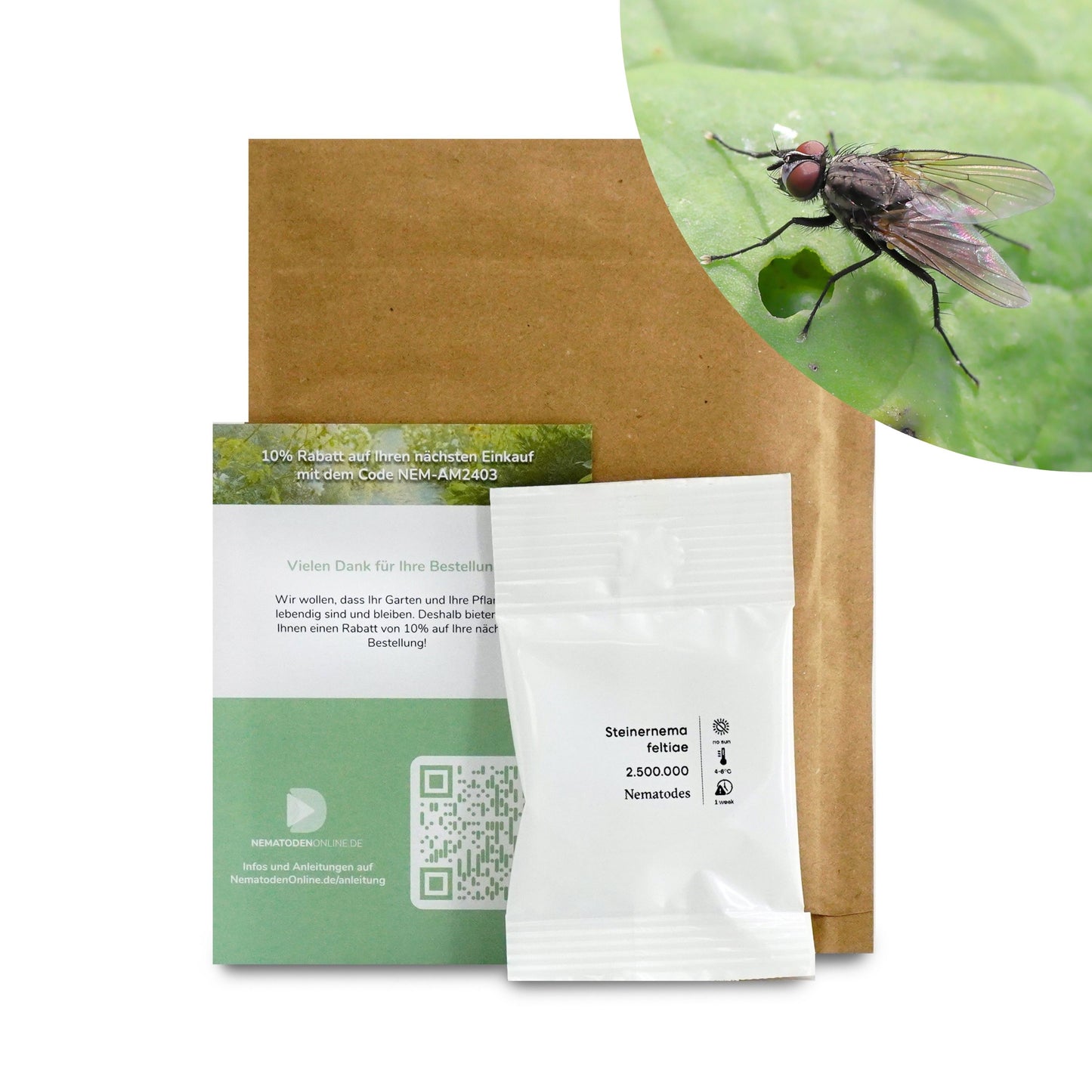 Nematoden gegen Kohlfliege (Steinernema feltiae)