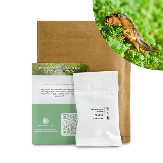 Nematoden gegen Maulwurfsgrille (Steinernema feltiae)