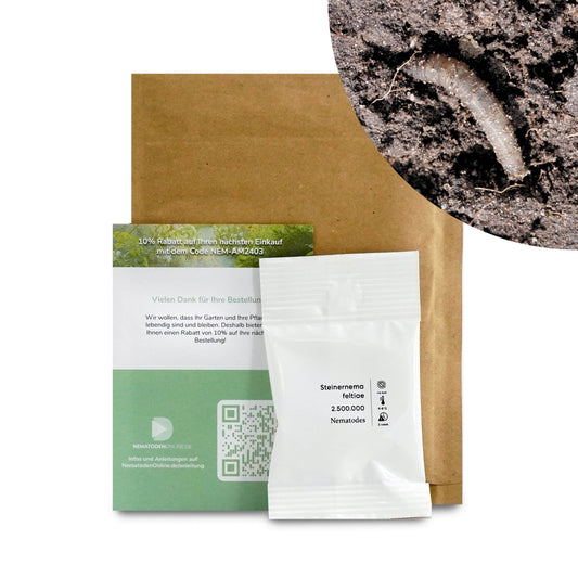 Nematoden gegen Schnakenlarven (Steinernema feltiae)