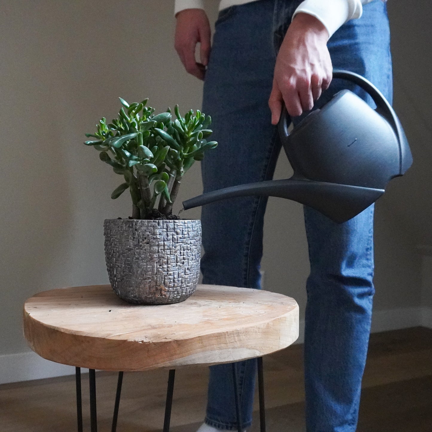 Mini Deal: 2,5 Mio. Steinernema feltiae Nematoden und 5 Mini-Gelbtafeln gegen Trauermücken