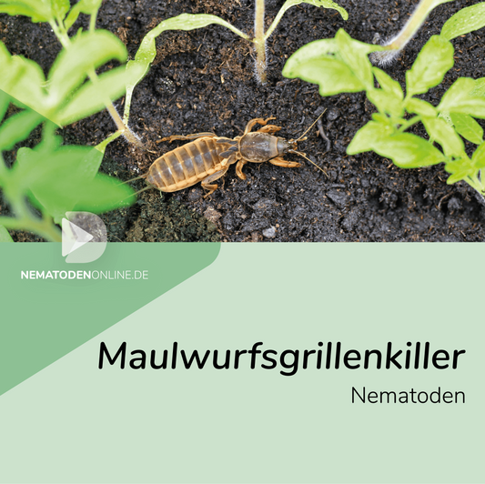 Nematoden gegen Maulwurfsgrille (Steinernema feltiae)