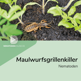 Nematoden gegen Maulwurfsgrille (Steinernema feltiae)