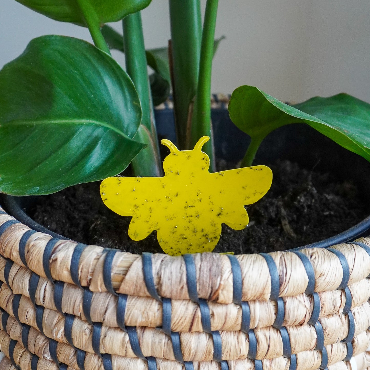 Duo Deal gegen Trauermücken