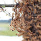 Nematoden gegen Eichenprozessionsspinner (Steinernema feltiae)
