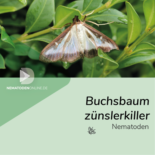 Nematoden gegen Buchsbaumzünsler (Steinernema carpocapsae)