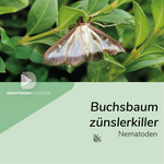 Nematoden gegen Buchsbaumzünsler (Steinernema feltiae)