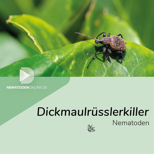 Nematoden gegen Dickmaulrüssler (Heterorhabditis bacteriophora)