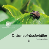 Nematoden gegen Dickmaulrüssler (Heterorhabditis bacteriophora)