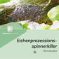Nematoden gegen Eichenprozessionsspinner (Steinernema feltiae)