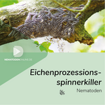 Nematoden gegen Eichenprozessionsspinner (Steinernema feltiae)