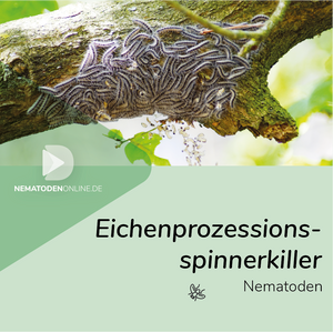 Nematoden gegen Eichenprozessionsspinner (Steinernema feltiae)
