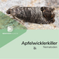 Nematoden gegen Apfelwickler (Steinernema feltiae)