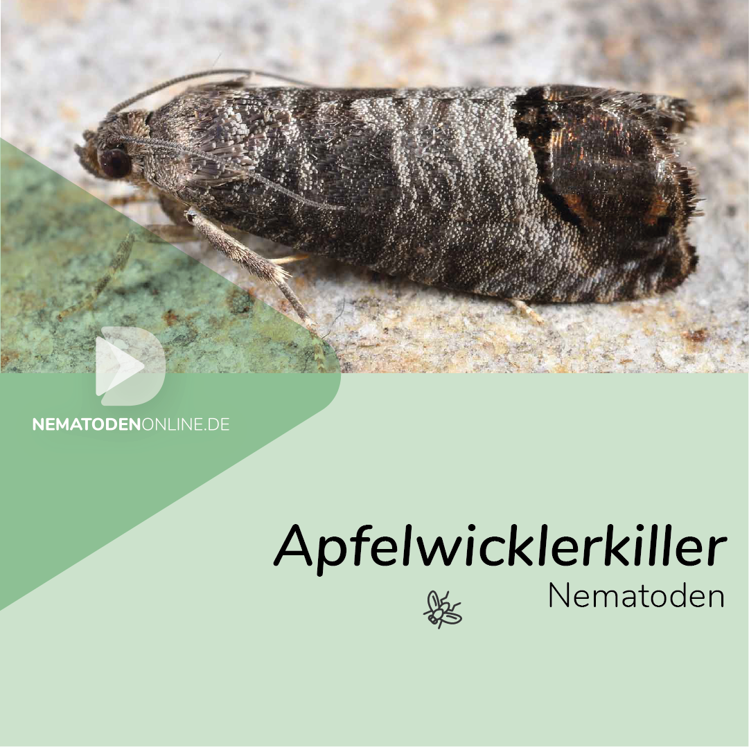 Nematoden gegen Apfelwickler (Steinernema feltiae)
